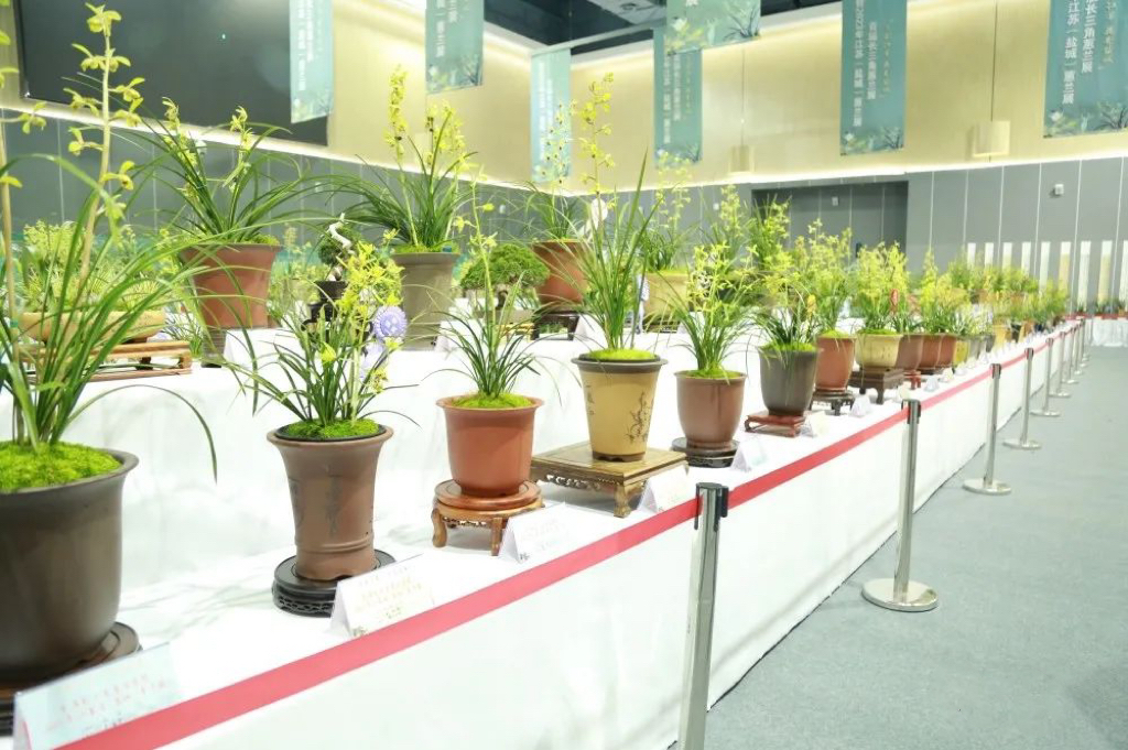 首屆長三角蕙蘭展暨2023年江蘇?。}城)蕙蘭展在鹽城鹽龍?bào)w育公園成功舉辦